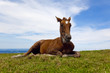 Haflinger Fohlen am Hörnle (Allgäu)