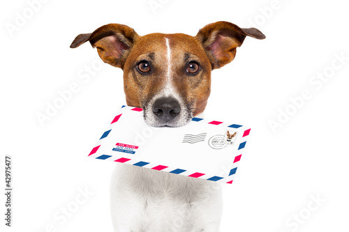 Photo: mail dog mail dog