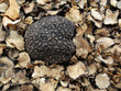 summer truffle