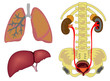 internal human organs