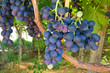 Vineyard.