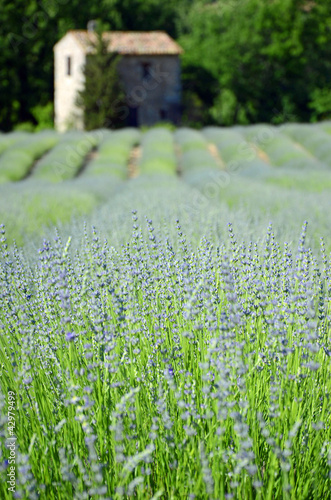 Photo: Provence Provence