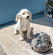 Hund