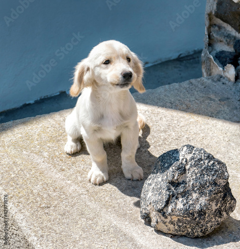 Foto: Hund Hund