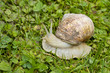 Roman, Burgundian or Edible Snail (Helix pomatia)