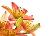 lily orange
