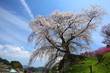 Matabee Sakura in Nara, Japan