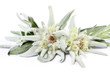 Edelweiss Macro