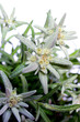 Edelweiss