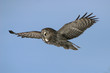 Photo: Great Grey Owl in Flight Great Grey Owl in Flight