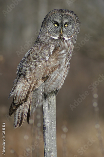 Photo: Great Grey Owl Great Grey Owl