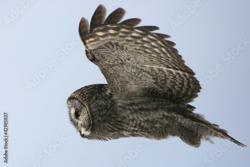 Photo: Great Grey Owl in Flight Great Grey Owl in Flight