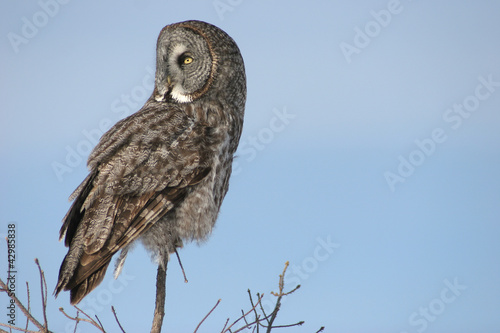 Photo: Great Grey Owl Great Grey Owl