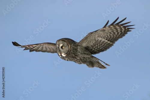 Photo: Great Grey Owl in Flight Great Grey Owl in Flight