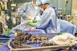 Surgery