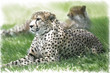 Leopardo