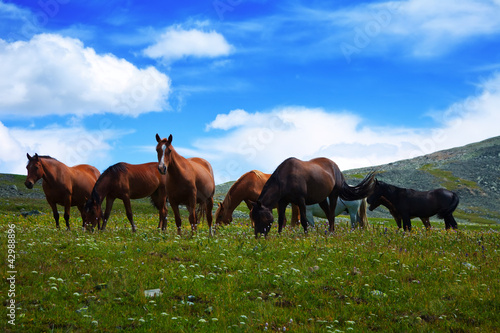 Photo: herd of horses herd of horses