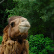 Foto: camel portrait camel portrait