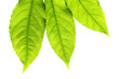 Photo: Green leaves Green leaves