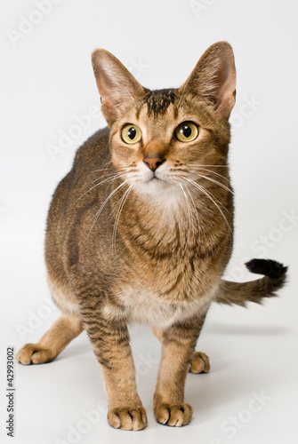 Foto: Cat in studio Cat in studio