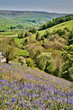 Bluebells on a sunny hillside