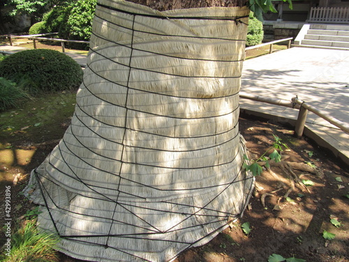 Photo: 木のわら巻き 木のわら巻き