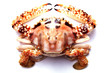 Flower crab