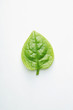 Vegetable leaf