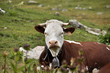 vaca alpes