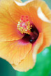 Orange hibiscus