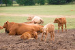 cows calves
