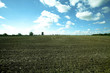 Field scenery on a beautiful afternoon