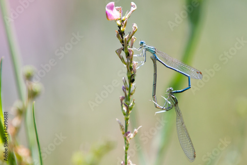 Photo: Common Bluetail Damselflies Mating (Ischnura heterosticta) Common Bluetail Damselflies Mating (Ischnura heterosticta)