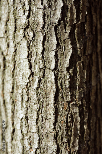 Photo: Bark detail Bark detail