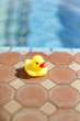 Toy duck beside a swimming pool