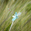 Garden windmill