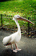 Pelican