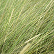 Green grass