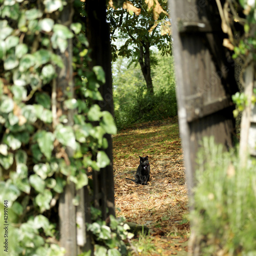 Photo: Black cat sitting in a jungle Black cat sitting in a jungle