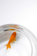 Goldfish in a fishbowl