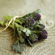 Purple long stem broccoli
