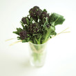 Purple long stem broccoli