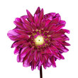 Pink gerbera