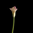 Calla lily