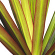 Palm leaves
