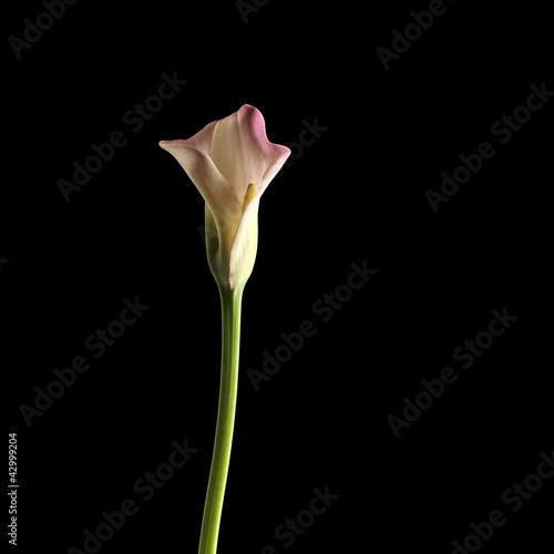 Photo: Calla lily Calla lily