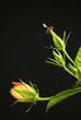 Bee landing on a plant