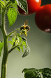Bee on tomato plant