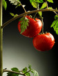 Tomato plant