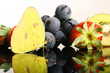 Yellow butterfly and fruits